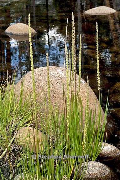 triglochin maritima 2 graphic